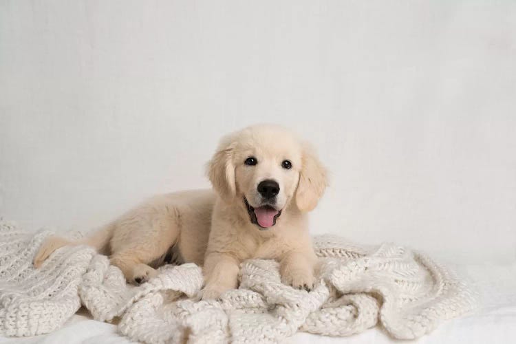 Charlie by Rachael Hale wall art