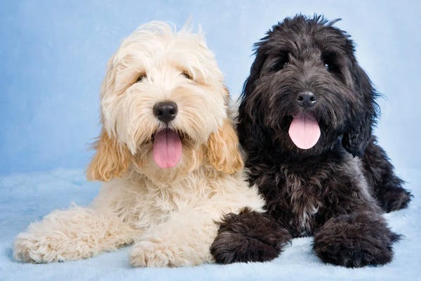 Rachael Hale: Vanilla And Chocolate by Rachael Hale