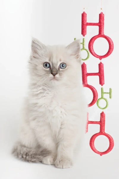 Christmas Animals: Gracie by Rachael Hale