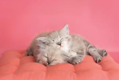 Chloe And Zoe by Rachael Hale metal wall art