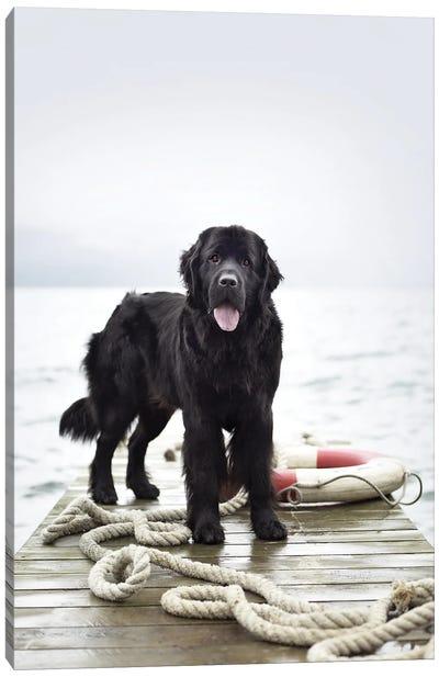 Blaze Canvas Art Print - Rachael Hale