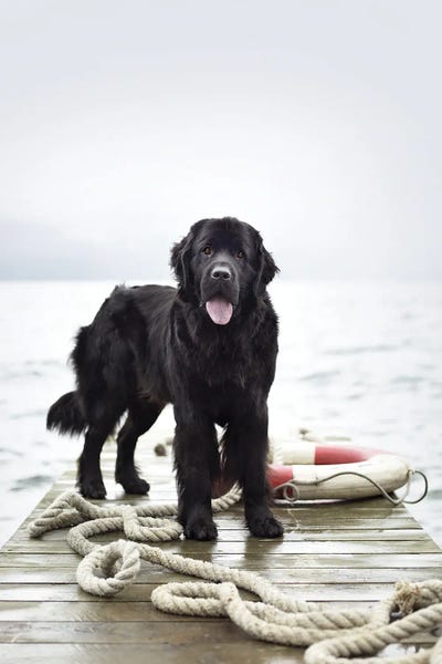 Newfoundlands: Blaze by Rachael Hale