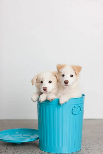 Rescue Dogs: Kate And Allie by Rachael Hale