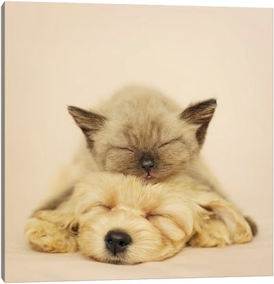 Markus & Macy Canvas Art Print - Siamese Cat Art