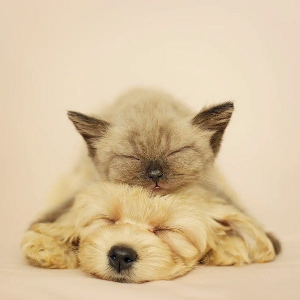 Kittens: Markus & Macy by Rachael Hale