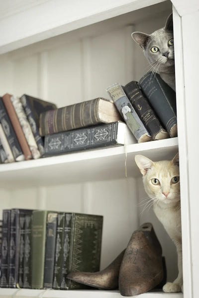 Rachael Hale: Merlin & Knight by Rachael Hale