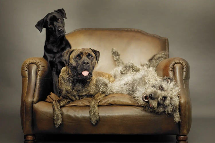 Slim, Pluto & Oscar by Rachael Hale wall art