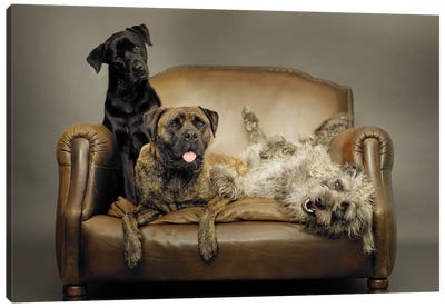 Slim, Pluto & Oscar Canvas Art Print - Rescue Dog Art