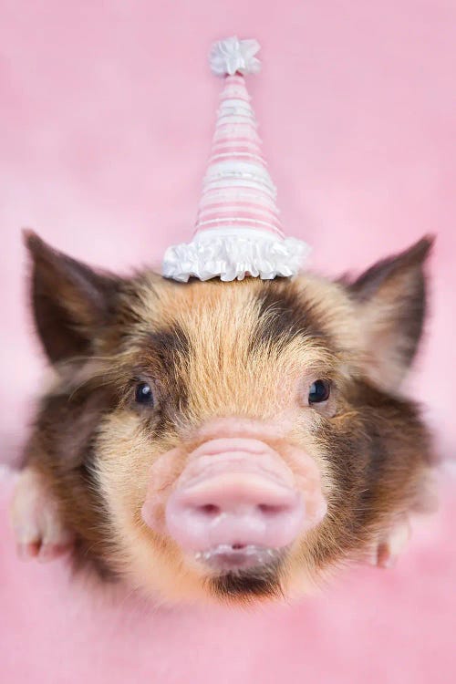 Wilbur by Rachael Hale wall art