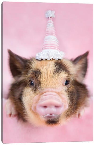 Wilbur Canvas Art Print - Rachael Hale