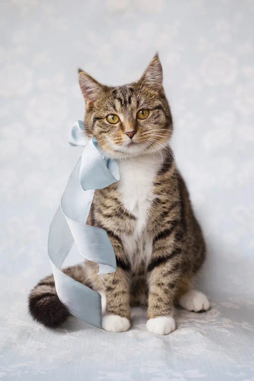 Ziggy With A Bow