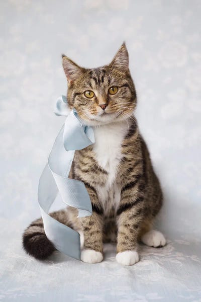 Rachael Hale: Ziggy With A Bow by Rachael Hale