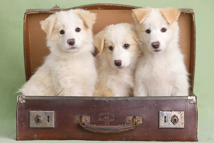 Allie, Tia, And Elka