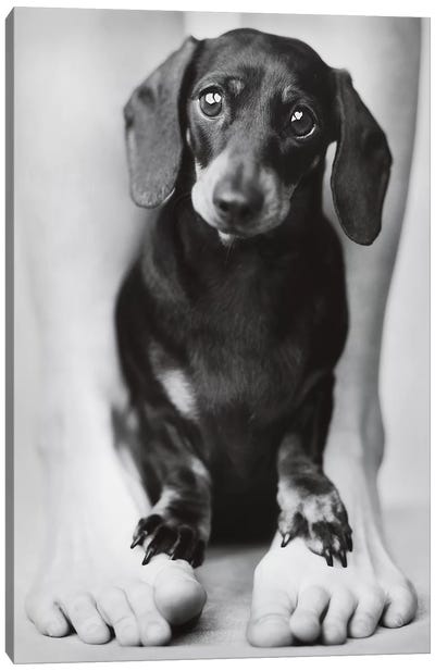 Darcy Canvas Art Print - Rachael Hale