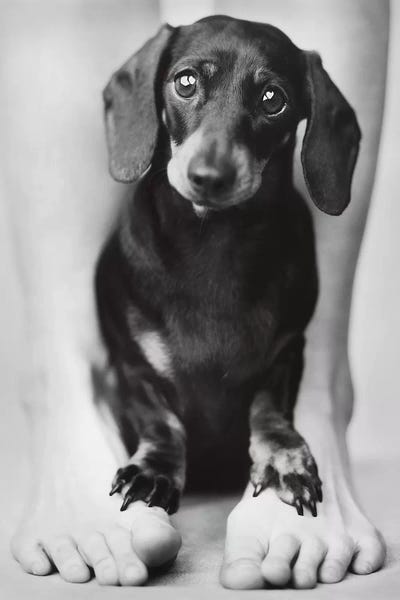 Rachael Hale: Darcy by Rachael Hale