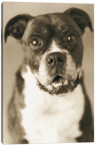 Dudley Canvas Art Print - Sepia Photography