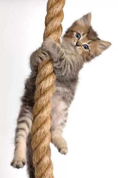 Rachael Hale: Eric by Rachael Hale