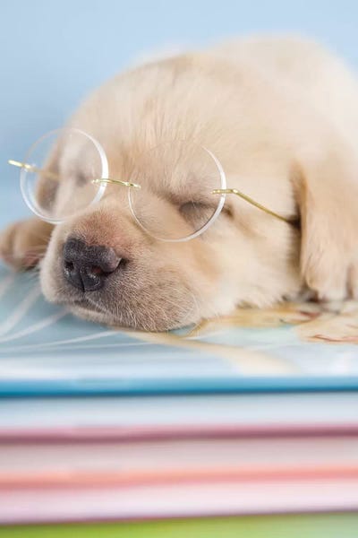 Rachael Hale: Aristotle by Rachael Hale