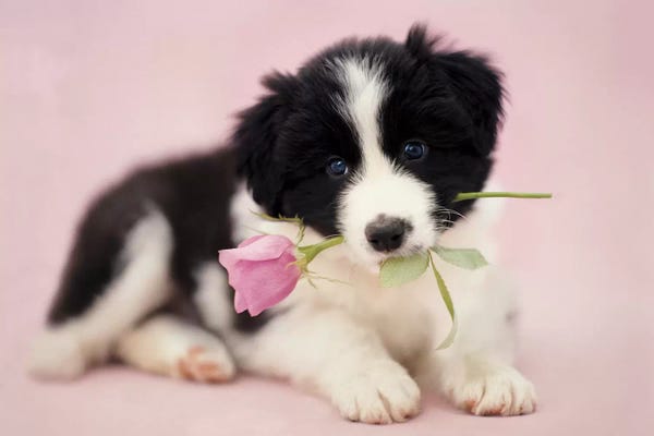 Border Collies: Flint by Rachael Hale