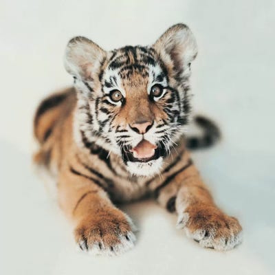 Indira I by Rachael Hale canvas print