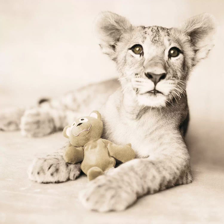 Arjuna And Teddy by Rachael Hale wall art