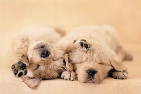 Rachael Hale: Jay And Connie by Rachael Hale