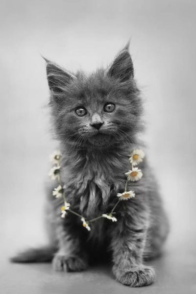 Rachael Hale: Lara by Rachael Hale