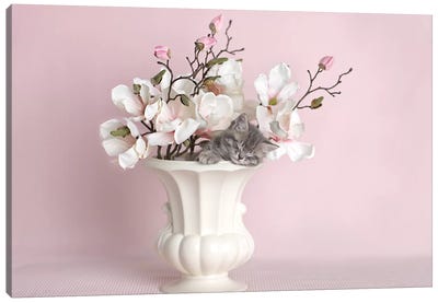 Lily Canvas Art Print - Rachael Hale