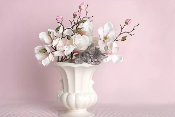 Rachael Hale: Lily by Rachael Hale