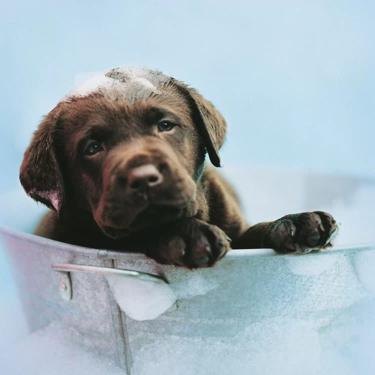 Beau by Rachael Hale wall art