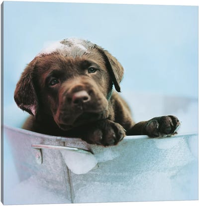 Beau Canvas Art Print - Rachael Hale