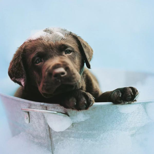 Rachael Hale: Beau by Rachael Hale