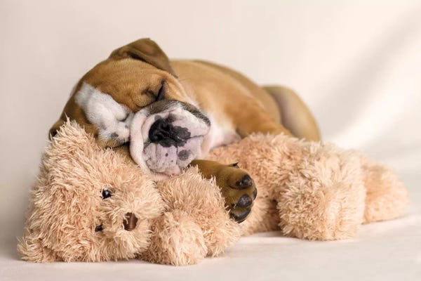 Rachael Hale: Lola I by Rachael Hale