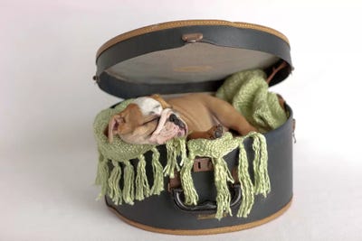 Lola III by Rachael Hale metal wall art