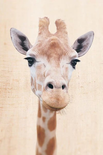 Manyara by Rachael Hale art print