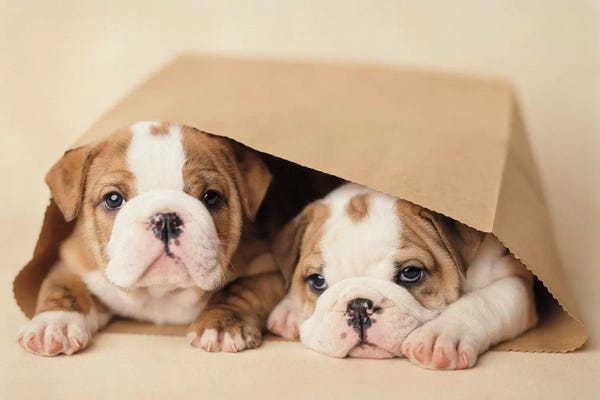 Rachael Hale: Rebel And Grumpy by Rachael Hale