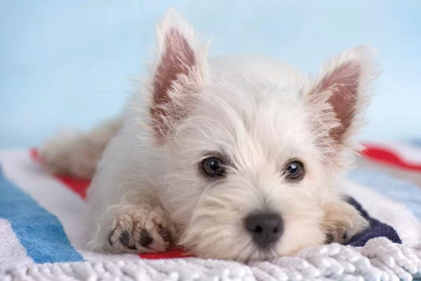 West Highland White Terriers: Blanco I by Rachael Hale