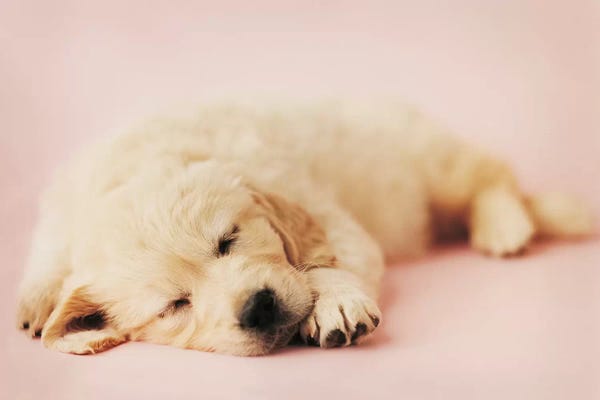 Golden Retrievers: Samuel by Rachael Hale