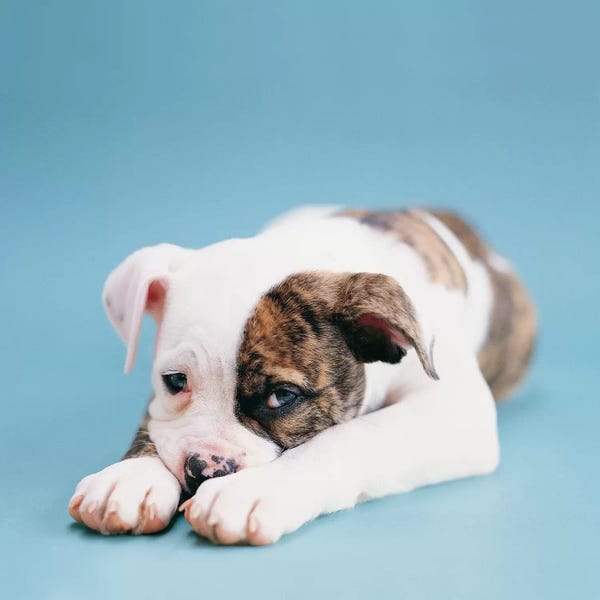 Boxers: Shadow by Rachael Hale