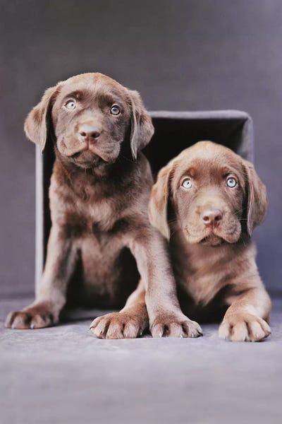 Yardan And Yosemite by Rachael Hale metal wall art