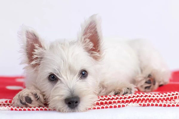 Rachael Hale: Blanco II by Rachael Hale