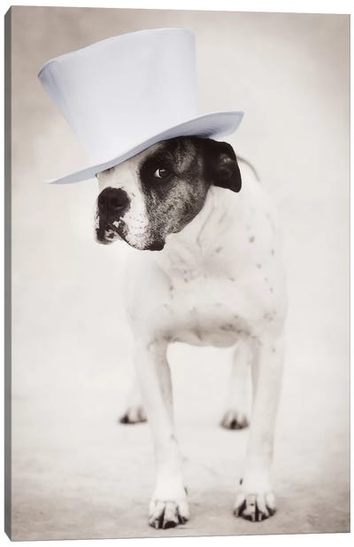 Zenith Canvas Art Print - Dog Photography
