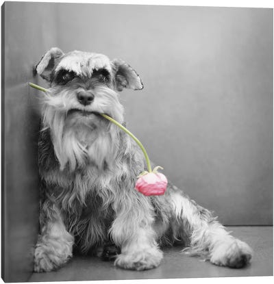 Ziggy Canvas Art Print - Rachael Hale