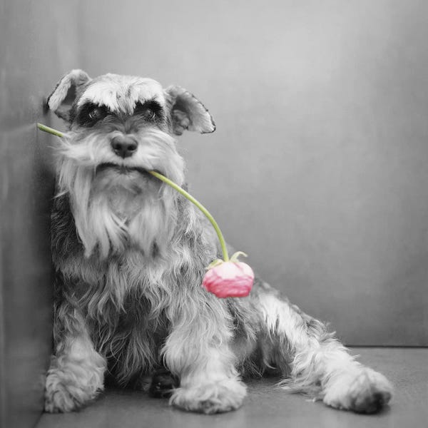 Rachael Hale: Ziggy by Rachael Hale