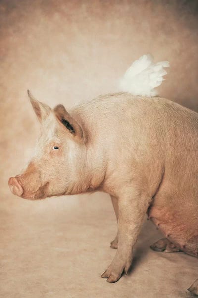 Babe With Wings by Rachael Hale canvas print