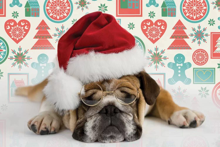 Bruno Holiday by Rachael Hale wall art