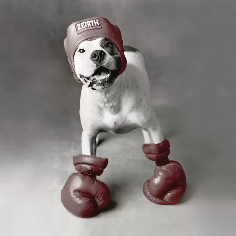 Boxing Dog by Rachael Hale wall art
