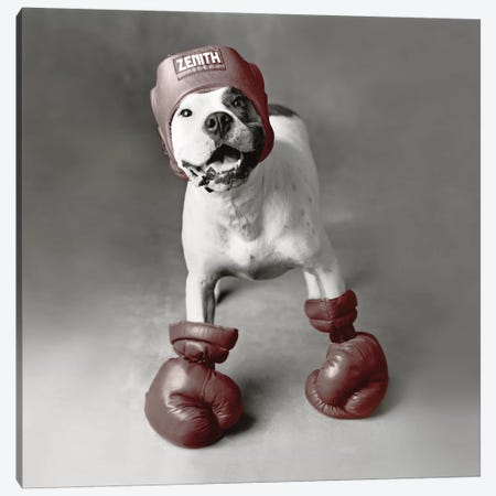 Boxing Dog Canvas Print #RHA9} by Rachael Hale Canvas Artwork