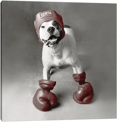 Boxing Dog Canvas Art Print - Boxer Art