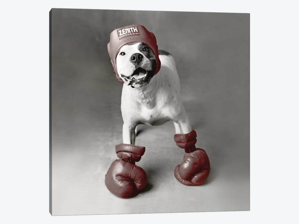 Boxing Dog by Rachael Hale 1-piece Canvas Wall Art